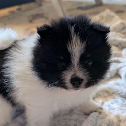 Jasper - Black parti male Pomeranian puppy in Danielsville, Georgia from PassionatePomPoms
