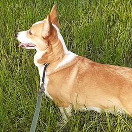 Chloe - Pembroke Welsh Corgi