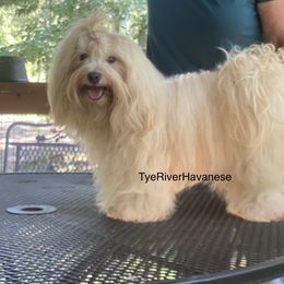 Rosa Lee - Havanese