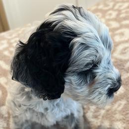 Encore - Black and chalk female Australian Labradoodle puppy in Denton, Texas from Dignity Labradoodles