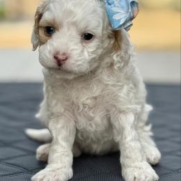 Snow - Tri-color female Cavapoo puppy in Mona, Utah from Hearts Full of Puppies