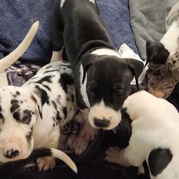 Harlequin female - Harlequin female Great Dane puppy in Gig Harbor, Washington from Lakaya Danes