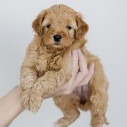 Goldendoodles from Wasatch Doodles