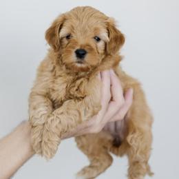 Goldendoodles from Wasatch Doodles