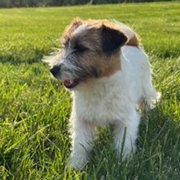 Airedale Terrier and Russell Terrier Puppies from Meadowaire Terriers
