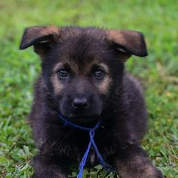 Blue boy - Sable male German Shepherd puppy in Clarkrange, Tennessee from Vom Wolff