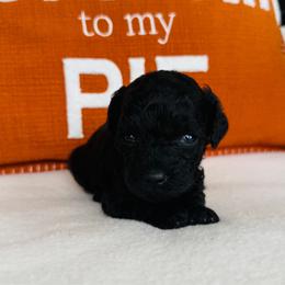 Knight - Black male Goldendoodle puppy in Auburn, Indiana from Martin’s Doodles