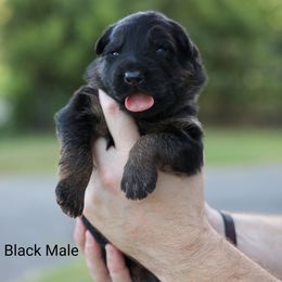 Boy 5 - German Shepherd puppy in Greenbrier, Arkansas from House of Havoc German Shepherds