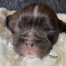 Thor - Liver male Shih Tzu puppy in Riverside, California from AKC Shih Tzu of California