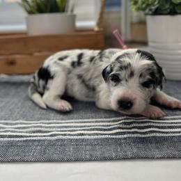 Malibu - White and blue merle female Bordoodle puppy in Valley Center, California from Circle R Valley Bordoodls