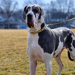 Alaska - Great Dane