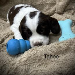 Tahoe - Liver and white male English Springer Spaniel puppy in Clear Lake, South Dakota from Coteau Springers