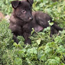 Bubba Blue - Gold brindle male Dutch Shepherd puppy in Hastings, Minnesota from Century Hills Farm