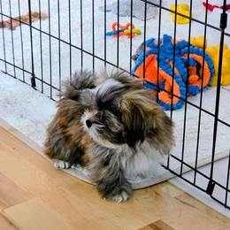 Spice - Brindle female Lhasa Apso puppy in Hillsboro, Oregon from Luv-N-Laughter Lhasa Apsos