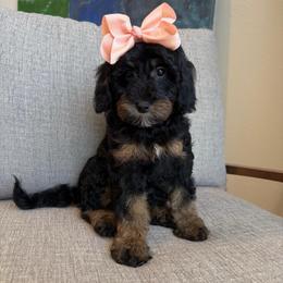 K- Pink Girl - Phantom female Goldendoodle puppy in Lewisville, Texas from Texas Goldendoodle Lovers