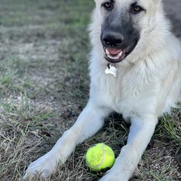 German Shepherd and White Shepherd Puppies from Scenic Creek German Shepherds