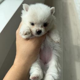 Girl - Cream female Pomeranian puppy in Meridian, Idaho from Precious poms