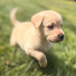 Sierra - Yellow female Labrador Retriever puppy in Sweet Home, Oregon from Snowpeak English Labradors