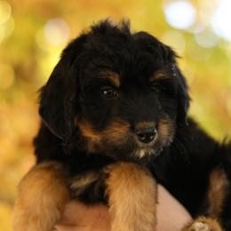 Lane - Black tri-color female Aussiedoodle puppy in Orleans, Indiana from Mae Blossom Puppies