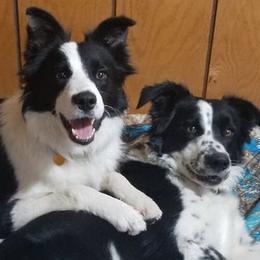 Border Collies from Rising Moon Border Collies