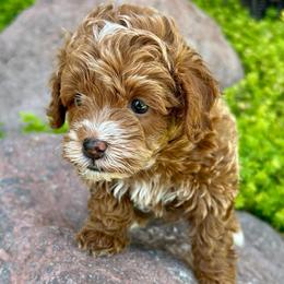 Thor - Red  male Goldendoodle puppy in Herriman, Utah from Shaggy Mountain Pups LLC