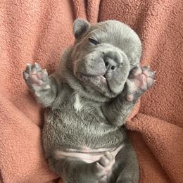 Luna - Blue female French Bulldog puppy in Nora Springs, Iowa from Summit View Frenchies