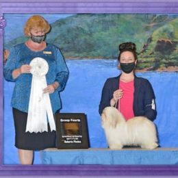 Havanese All Grown Up from Grandview Havanese