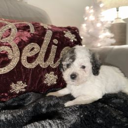 Maltipoo puppies from Joy-fur puppies