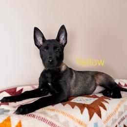 Yellow - Mahogany female Belgian Malinois puppy in Muskegon, Michigan from Red Acres Working Line K9s