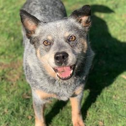 Australian Cattle Dogs from Connie Skinner's Australian Cattle Dogs