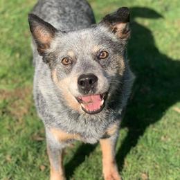 Australian Cattle Dogs from Connie Skinner's Australian Cattle Dogs