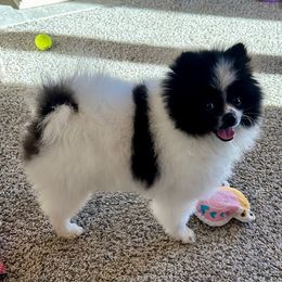 Pomeranian Puppies from Nikki’s lil Pomeranians