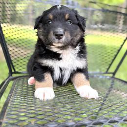Hurricane - Black tri-color male Australian Shepherd puppy in Jena, Louisiana from Diamond 5 Aussies