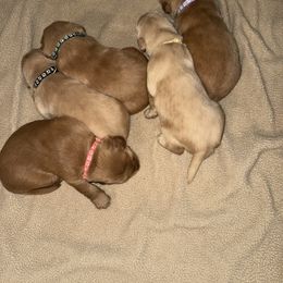 Mr Black - Golden male Golden Retriever puppy in Rockwell, North Carolina from KnL Golden Acres