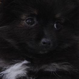 Pomeranians from Total Eclipse Pomeranians