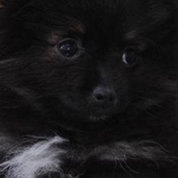 Pomeranians from Total Eclipse Pomeranians