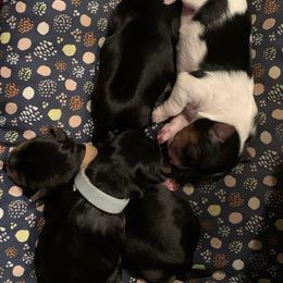 Yorkipoo and Yorkshire Terrier Puppies from Bougie Paws llc