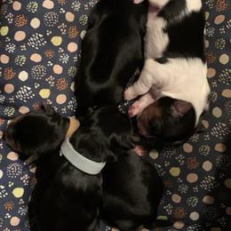 Yorkipoo and Yorkshire Terrier Puppies from Bougie Paws llc