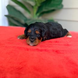 Pink - Phantom female Bernedoodle puppy in Charleston, South Carolina from Palm Belle Doodles