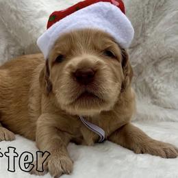 Goldendoodle Puppies from Lena’s “Baby Beans” and “Christmas Cookies”