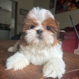 Bison - Brindle male Shih Tzu puppy in Stroudsburg, Pennsylvania from Puppyville Pa Shih Tzu & frenchies