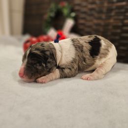 Dark Blue collar - Blue merle male Bernedoodle puppy in Shelby, North Carolina from Forever Grateful Doodles
