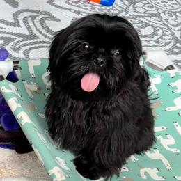 Chewy - Red male Shih Tzu puppy in Port Orchard, Washington from Bayview Shih Tzu
