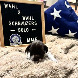 Solo - Parti male Miniature Schnauzer puppy in Littleton, Colorado from Wahl 2 Wahl Schnauzers