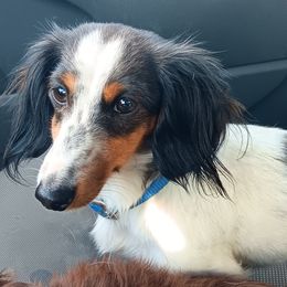 Cookie - Piebald female Dachshund puppy in Springdale, Washington from TNT MINI DACHSHUNDS