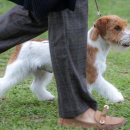 Russell Terriers from Finnabair-Anu Russell Terriers