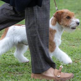 Russell Terriers from Finnabair-Anu Russell Terriers