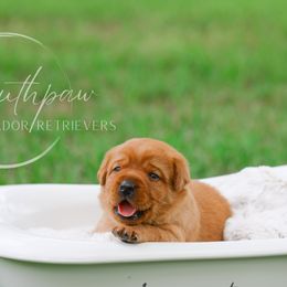 Labrador Retrievers from Southpaw Labrador Retrievers