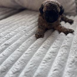 Poodle Puppies from Lixira Poodles