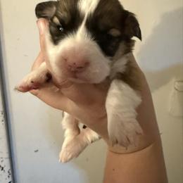 Girl 1 - Red female Pembroke Welsh Corgi puppy in White Sulfur Springs, Montana from Montana Shorties